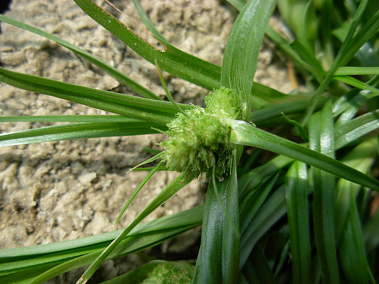 Cyperus michelianus  / Zigolo del Micheli